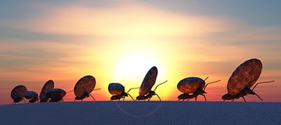 marching ants